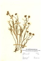 藏品(玉山飛蓬)的圖片